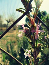 Close-up of flowers blooming on tree