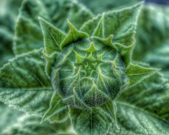 Close-up of green leaves