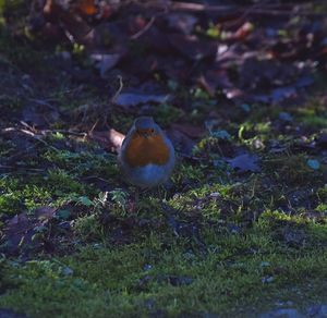 Close-up of bird perching on field