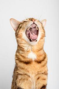 Yawning bengal cat on a white background. vertical shot.