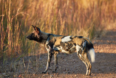 Side view of dog running on land