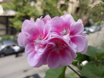 Close-up of pink flower