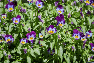 Close-up of purple flowering plants