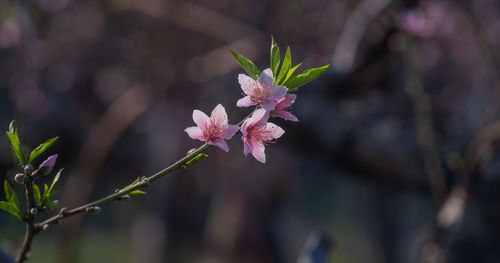 Close-up of pink flowering plant