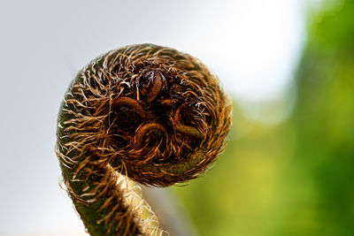 Close-up of dry leaf on field against sky