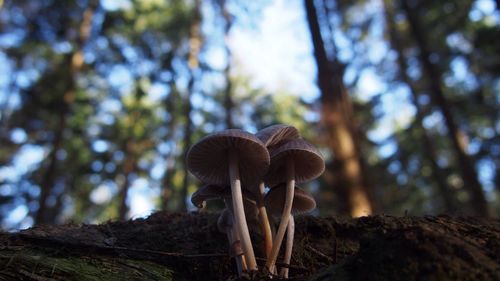 Low angle view of mushroom in forest