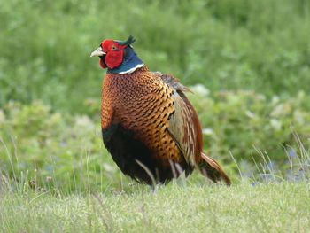 Bird perching on a field