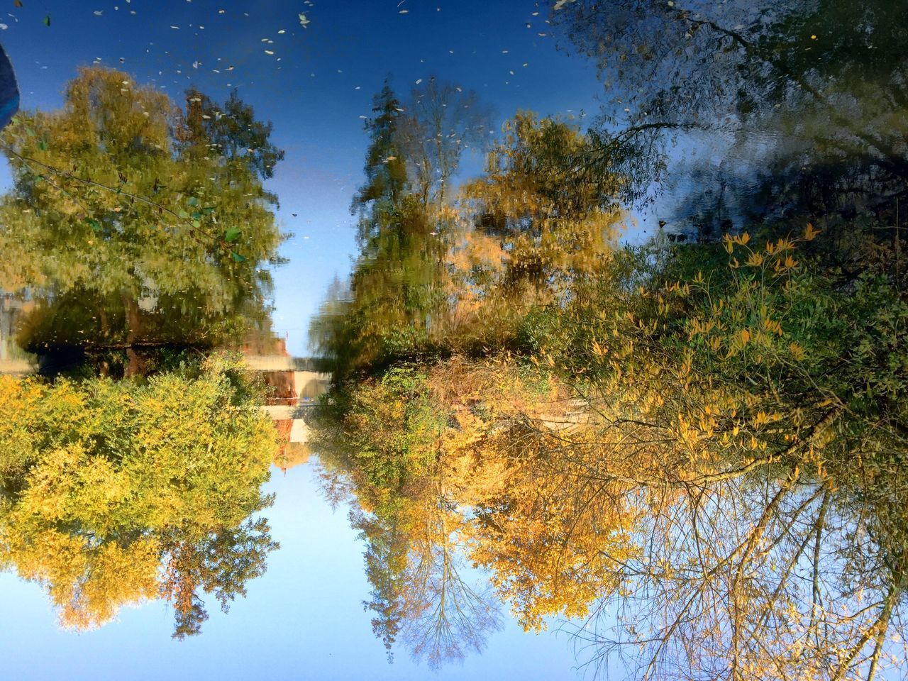 REFLECTION OF TREES ON WATER