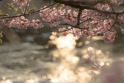 Low angle view of cherry blossoms on branches