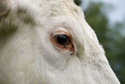 Flies on a cow eye...close up, macro cow eye