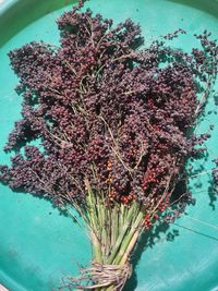 High angle view of flowering plant on table