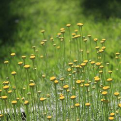 Close-up of wet grass on field