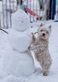 White dog on snow