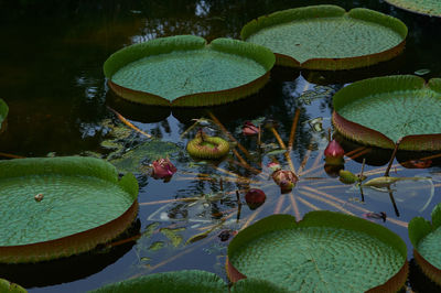 Close-up of lotus water lily in pond