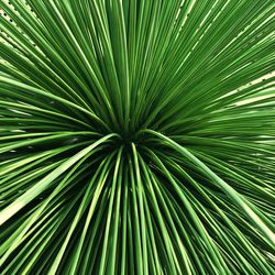 Full frame shot of palm tree