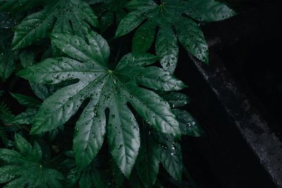 Close-up of plant