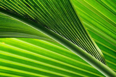 Green palm tree leaves with background light