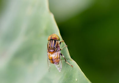 Close-up of insect