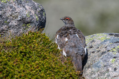 Close-up of bird perching on rock