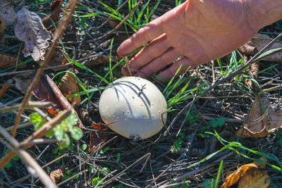 High angle view of mushroom growing on field