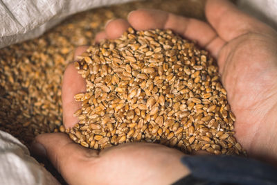 Wheat grains on the hands of a farmer near a sack, food or grain for bread, global hunger crisis