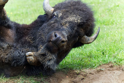 Close-up of sheep on field