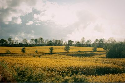 Scenic view of field against sky