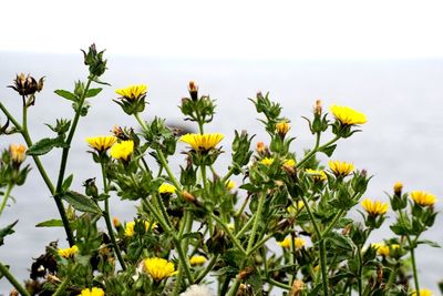 Close-up of yellow flowers blooming in field against clear sky