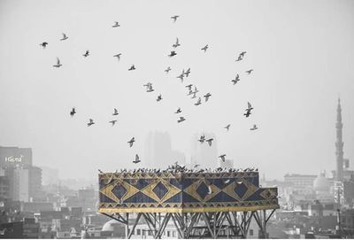 Flock of seagulls flying against sky in city