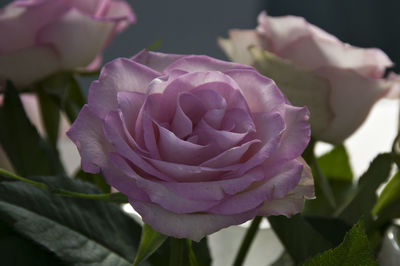 Close-up of pink rose