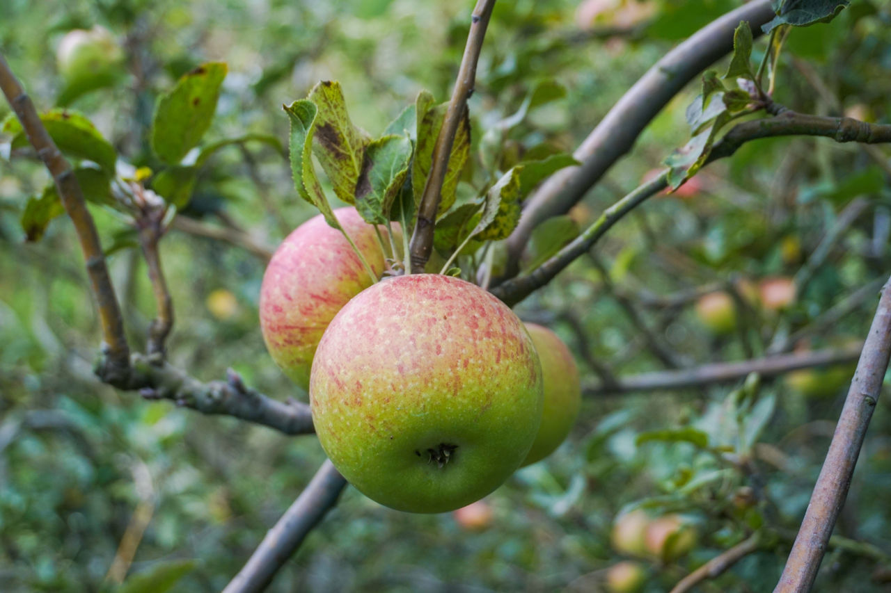 CLOSE-UP OF APPLE TREE