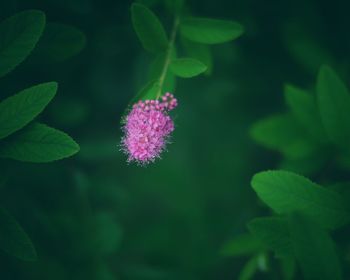 Close-up of purple iris blooming outdoors