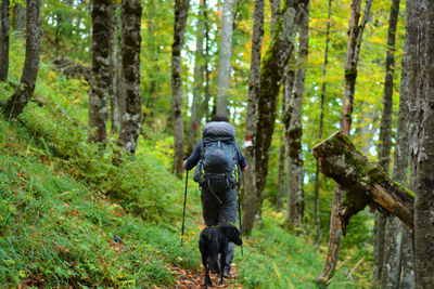 Rear view of man walking in forest