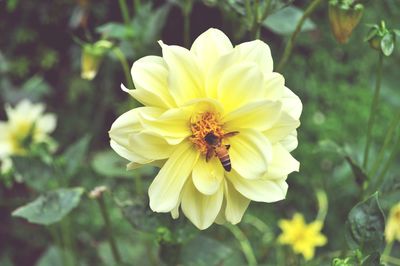 Close-up of yellow flower