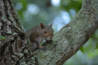 Close-up of squirrel on tree