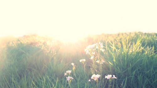 Close-up of wheat growing on field at sunset