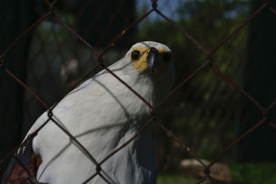Close-up of bird in cage at zoo
