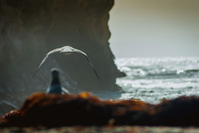 Seagull swimming over sea against sky