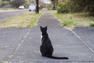 Cat on road