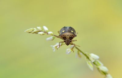 Close-up of insect on flower