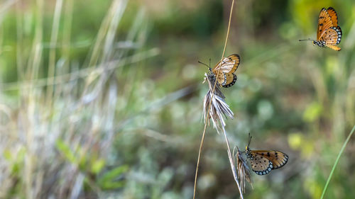 Close-up of butterfly on plant