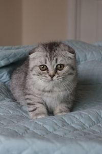 Close-up of cat lying on bed at home