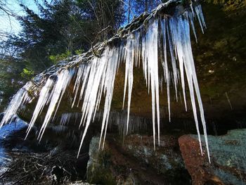 Low angle view of icicles on rock at forest