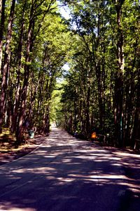 Empty road in forest