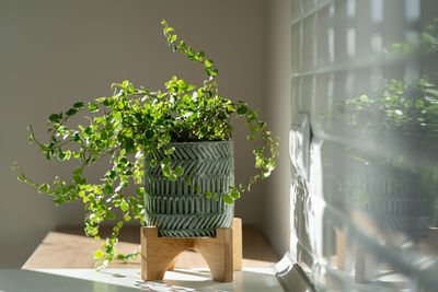 Creeping ficus pumila plant in ceramic planter at home. sunlight.
