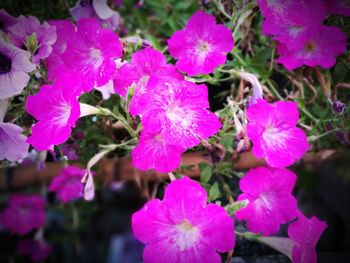 Close-up of pink flowers blooming outdoors