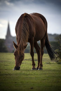 Horse grazing in a field