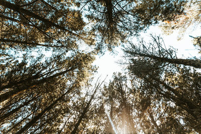 Low angle view of trees against sky