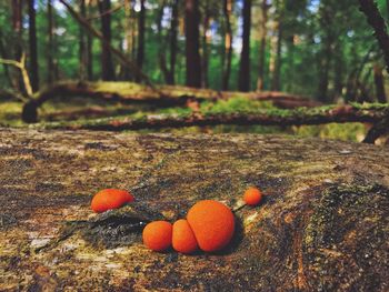 Mushrooms growing on tree trunk