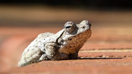Low angle view of a toad